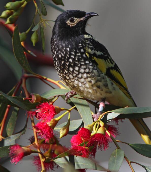 REGAL: Regent honeyeater numbers have declined drastically in recent years due to the clearing of their native woodland habitat throughout eastern Australia.