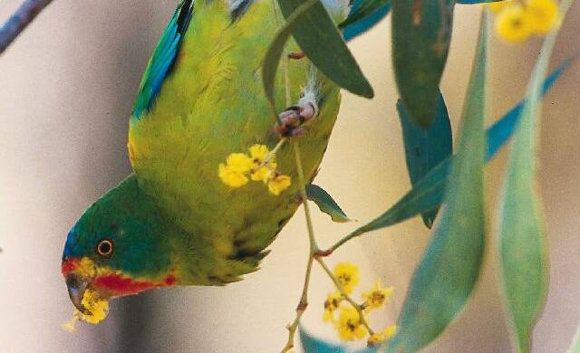 ELUSIVE: Swift parrots migrate from mainland Australia across the stormy Bass Strait to breed in Tasmania in September and return around March.