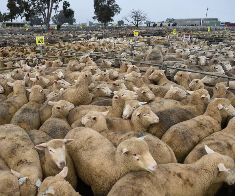 HEALTHY DEMAND: Choice lambs are packed in at Corowa's saleyards before auctioning commences on a chilly Monday morning. Picture: MARK JESSER