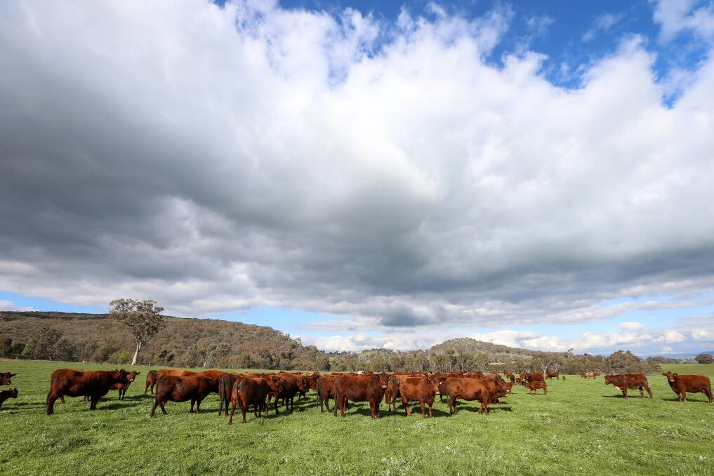ROTATION: The red poll and shorthorn cattle at the Coghlans' Gerogery property are moved daily. PIctures: JAMES WILTSHIRE