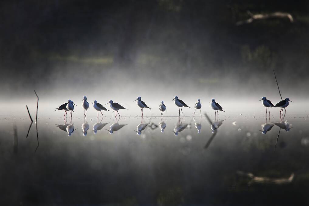 SPLENDOUR ON STILTS: This beautiful image, captured by Rutherglen photographer Ann Killeen, has taken out a first prize in the annual Animals in the Wild photographic competition and exhibition.