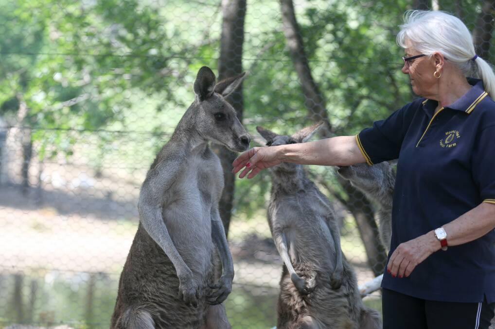 HOP TO IT: Rosemary Brown says many of the friendly kangaroos (above) came from the former Ettamogah Sanctuary.