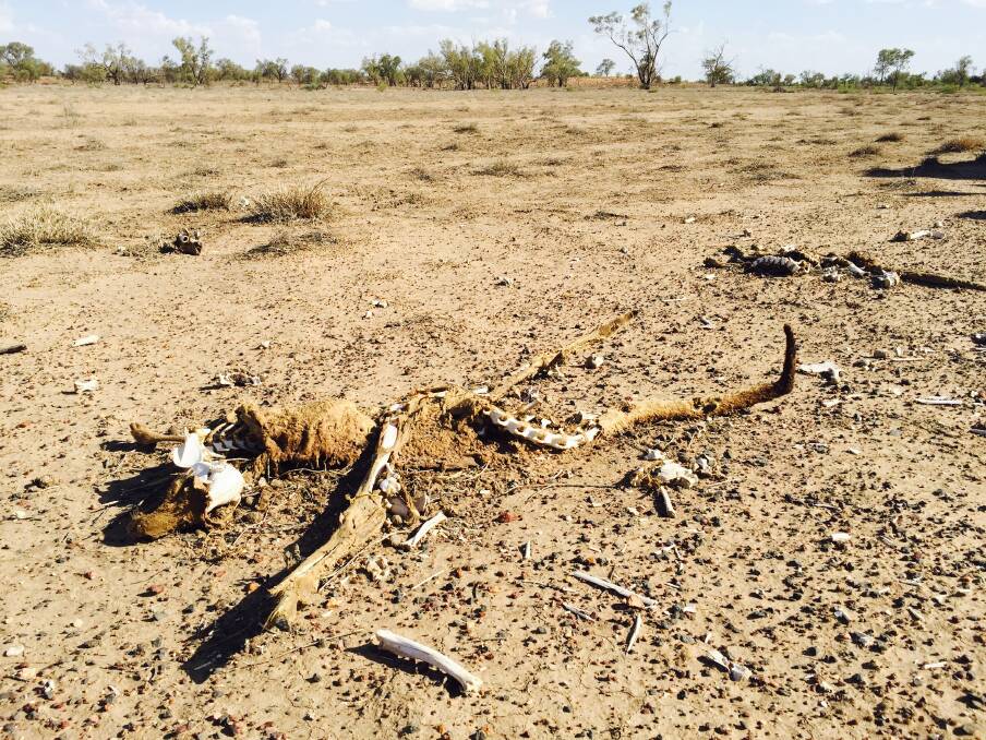 BARE TO THE BONE: The roadway from Cobar to Cunnamulla is littered with animal carcasses; kangaroos are skin and bone, and barely able to hop out of the way.