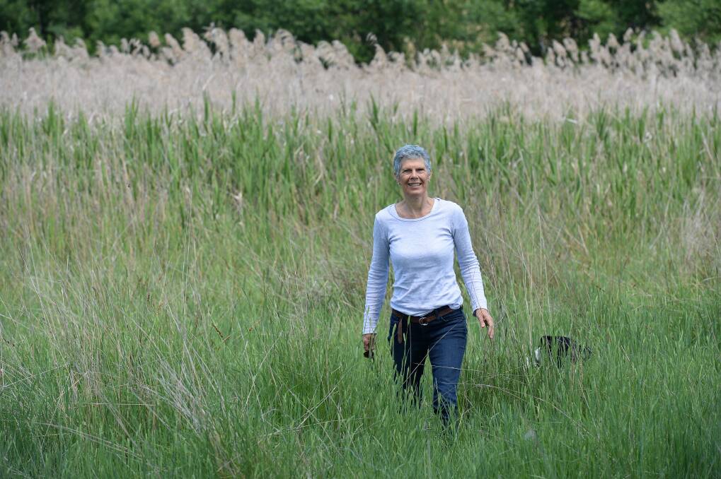 IT'S ONLY NATURAL: Gillian Sanbrook walks among the phragmites, a native water plant often found in wetland areas - "they used to burn it".