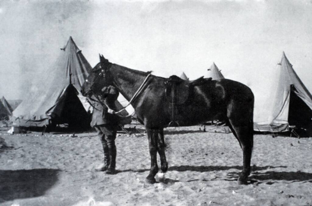 WAR HERO: Sandy was the only Australian horse to return from World War I.