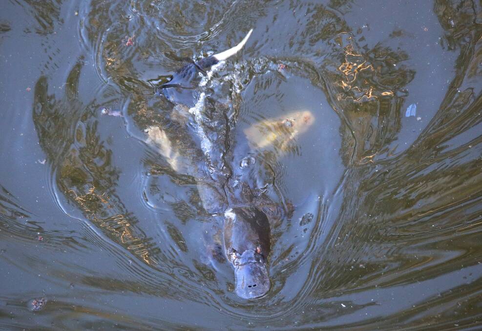 LAST GASP: Rutherglen photographer Ann Killeen incredibly captured this female platypus drowning a rakali (water rat) in what was presumed to be a fight over a burrow. The picture quickly caught the attention of Australian Geographic, which has included it in its January issue.
