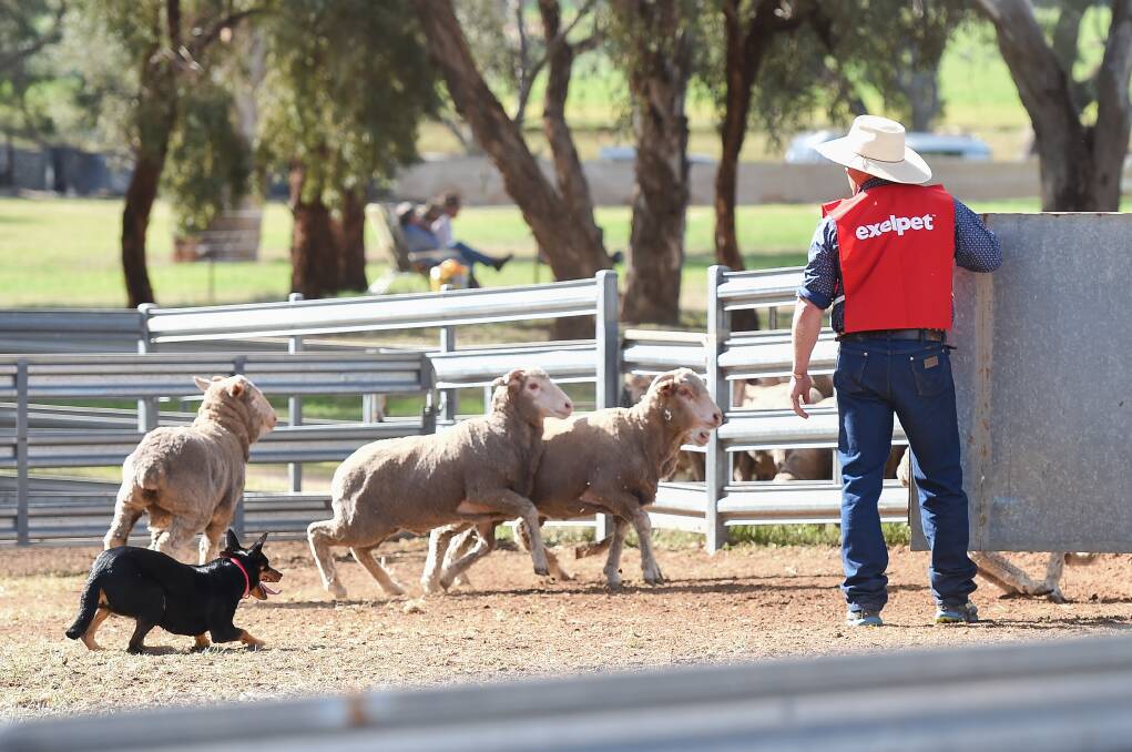 CLASS ACTS: Mick Hedger with his dog Trapper from Berridale, NSW at the 2019 Henty Machinery Field Days. Picture: MARK JESSER