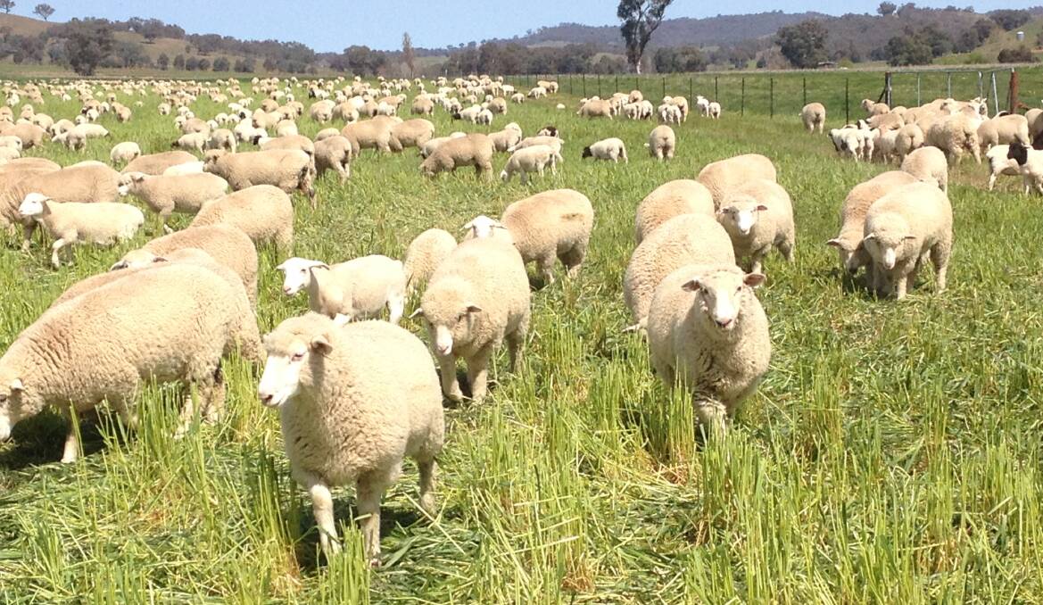 GREEN TEAM: Lambs in the Collins' managed grazing system in 2017 - "we try to eat one third, trample one third and leave one third of the feed standing".