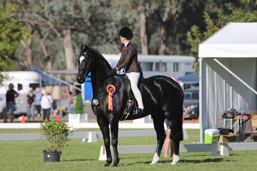 SHOW BUSINESS: It takes a lot of work to prepare horses to the standard of this beautiful creature exhibited by Debbie Stafford of Benalla. PIcture: ANN KILLEEN
