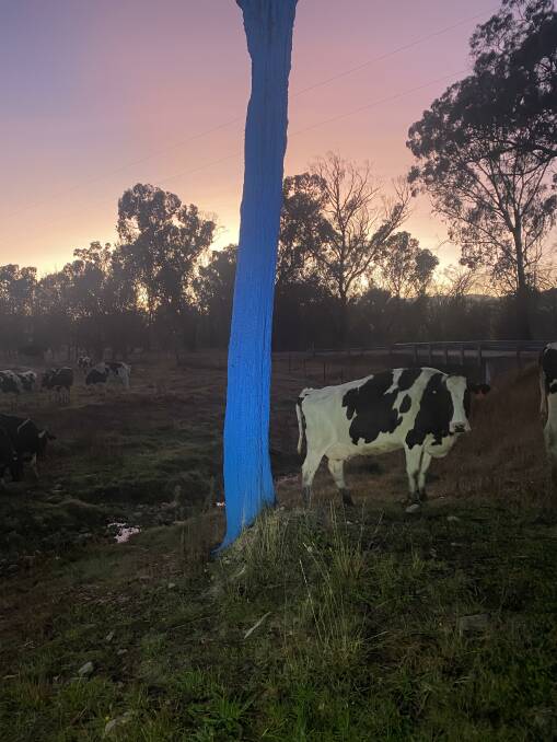 SAM'S TREE: James Hill and his youngest son Jake painted this tree on their Cudgewa dairy farm in honour of their beloved son and brother Sam, who took his life on August 8, 2020. Picture: ELISE HILL