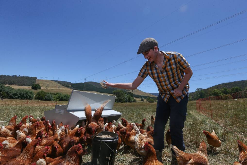 FEATHERED FRIENDS: Paddy Beer, 19, with the free-range chooks he runs at the family's Mudgegonga farm. Pictures: TARA TREWHELLA