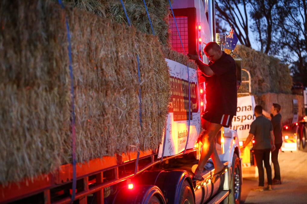 READY TO ROLL: Hay runners ready their trucks and banners ready to roll out from Walbundrie Showgrounds as dawn breaks on Friday. Picture: JAMES WILTSHIRE