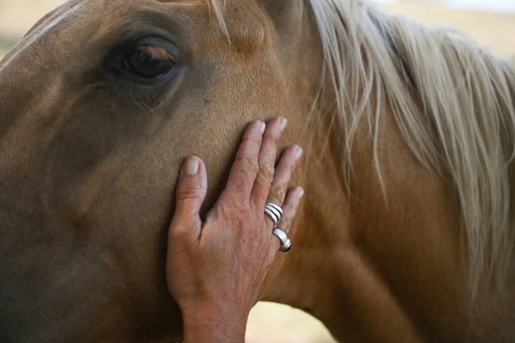 INSTINCTIVE: 'Horses demonstrate so many of the qualities we need for calmness and regulation'.