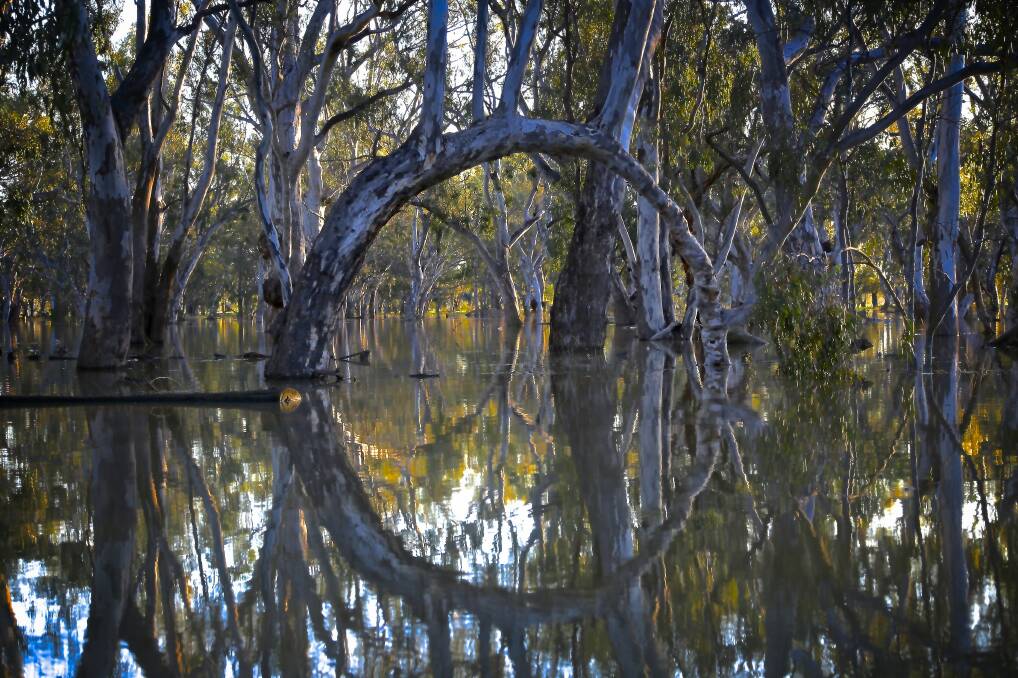 STILL WATERS: Rutherglen photographer Ann Killeen's Black Swamp In Flood was also a finalist in another category of the Animals in the Wild competition.
