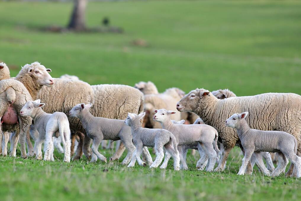 WARNING: Farmers are being urged to vaccinate against a common bacteria that can cause deformities and stillbirths in young ewes.
