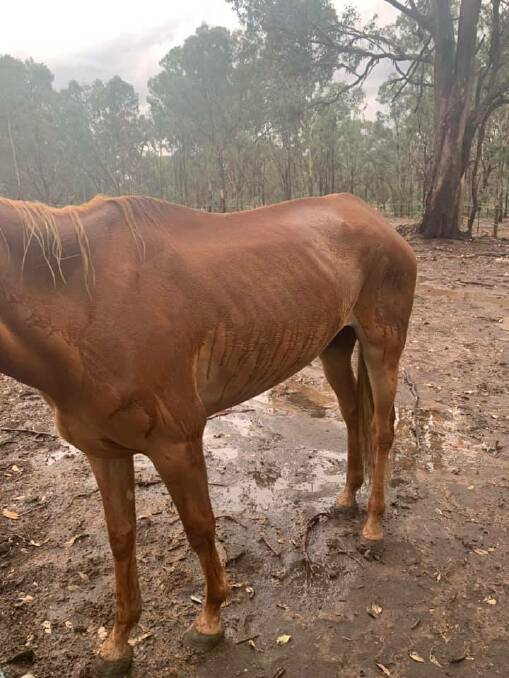 SHOCKED: People have expressed their concern about the condition of two horses agisted at AWEC, including this chestnut thoroughbred gelding.
