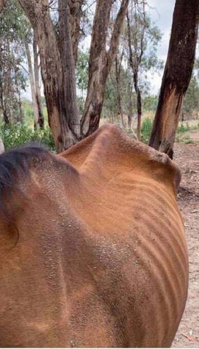 HEART-BREAKING STATE: A photograph of the six-year-old bay gelding taken on Monday at the Thurgoona-based equestrian centre. Pictures: SUPPLIED