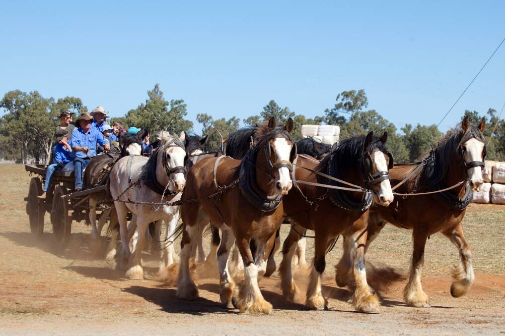 PIONEER PATH: Bruce Bandy will lead the Tribute to the Teams Drive, a unique drive involving horses, camels, bullocks and donkeys.