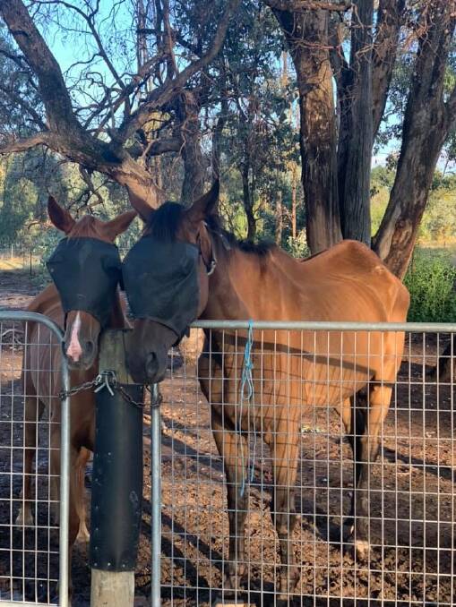 REMOVED: Two severely malnourished horses have been removed from the Albury-Wodonga Equestrian Centre and placed in private care.