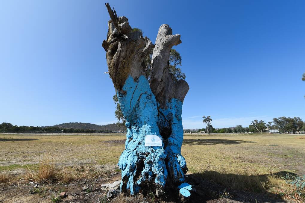 THE BLUE TREE PROJECT: The tree near the Wodonga racecourse in January, 2020. Picture: MARK JESSER