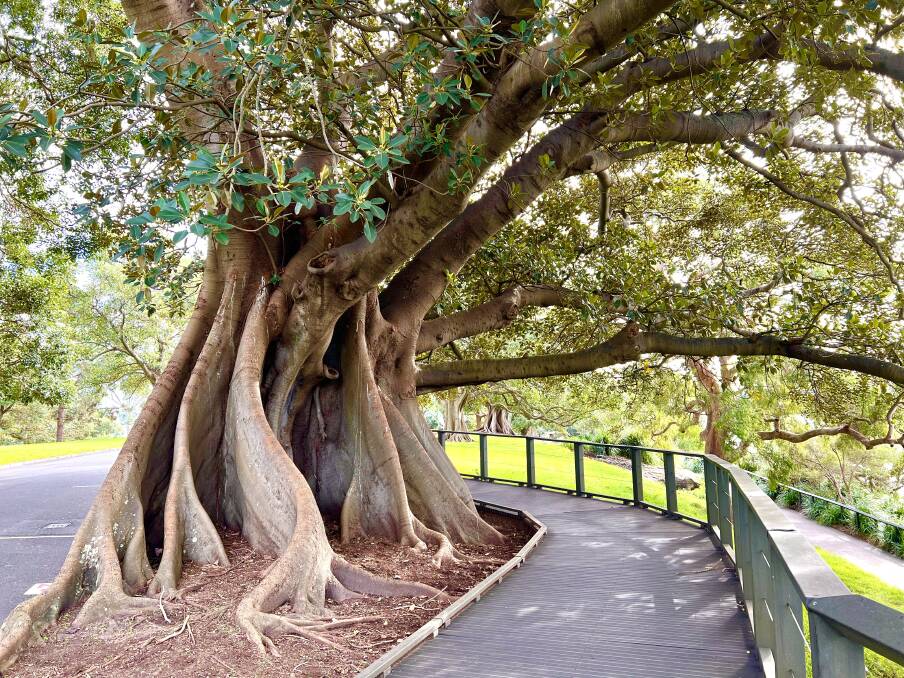 THE GETTING OF WISDOM: The towering Moreton Bay fig in Sydney's Royal Botanic Gardens where Indira Naidoo finds solace and healing. Picture: INDIRA NAIDOO