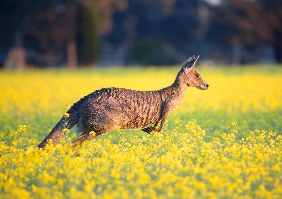 ON THE HOP: Wet canola fields near Rutherglen proved a happy hopping ground for this kangaroo and the resulting picture was selected for the 2017 WIRES calendar.