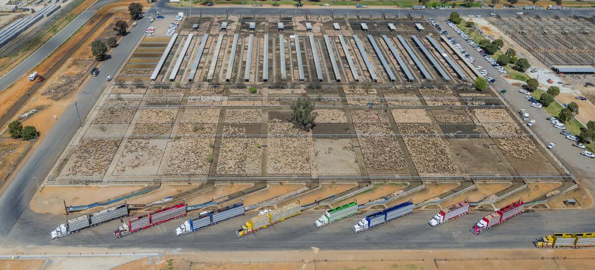 WELL-ALIGNED: Alice Mabin loves this shot of the busy Wagga saleyards.