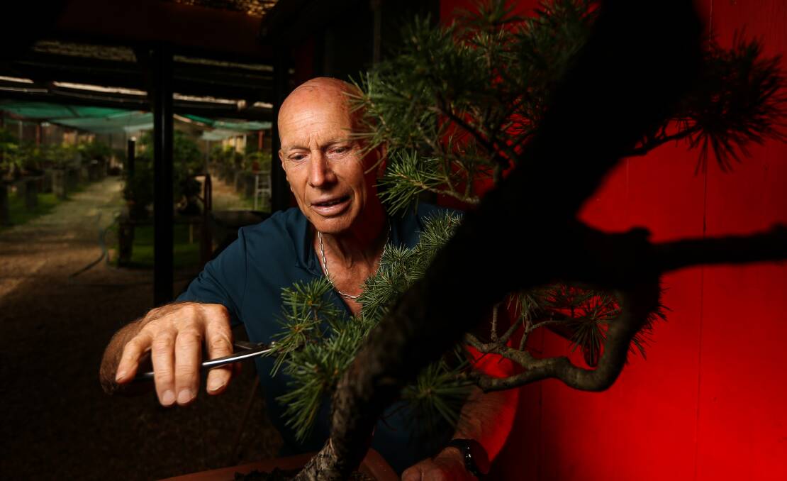 ART FORM: Mr Van Lint says people tend to find the Japanese-influenced bonsai soothing.