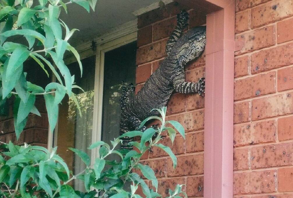 MONITORING THE PERIMETER: A mature Lace Goanna was spotted on a residential property in Thurgoona earlier this week. Picture: ERIC HOLLAND