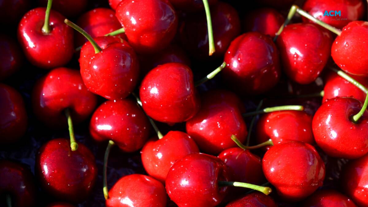 The annual cherry crop has been impacted by floods, cold weather and high rainfall. File picture.