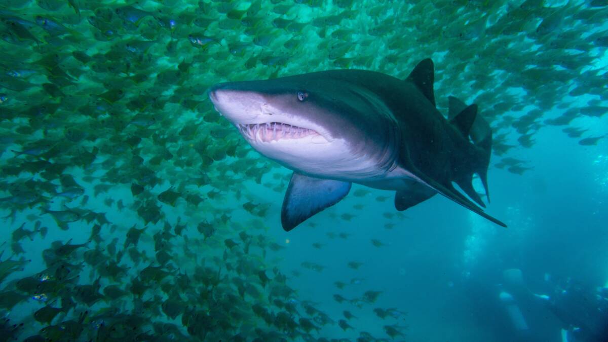 The grey nurse shark is under threat on the NSW South Coast. Picture: Shutterstock