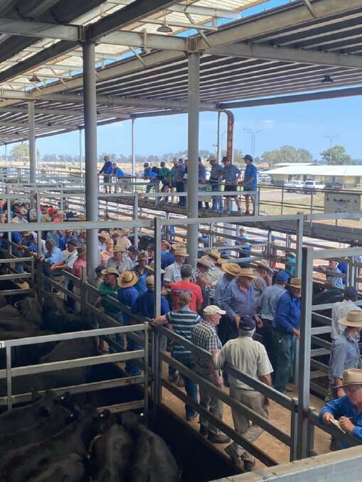 STRONG SHOWING: There was a lot of competition for feeder steers and heifers at this week's NVLX store sale, prices for heifers rising by 30-40 cents per kilogram.