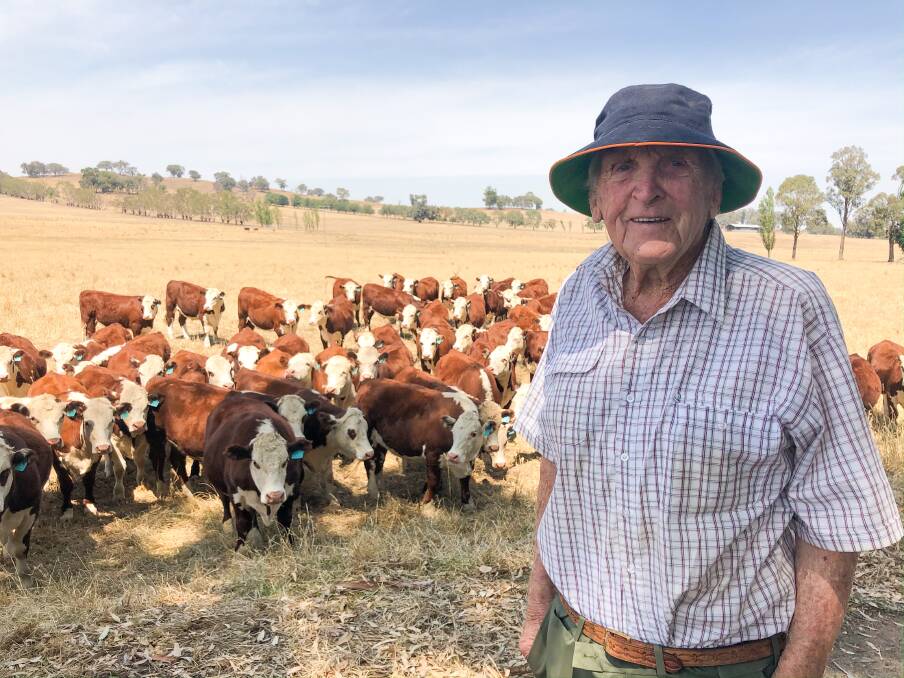NEW ERA: Arthur Trethowan with some of his Hereford steers. Mr Trethowan recently sold his Hereford cow herd and plans to trade steers.