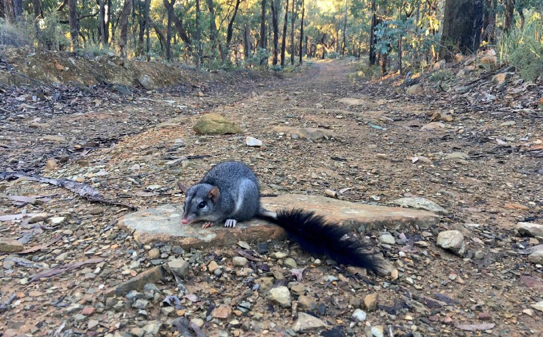 A rare daylight sighting of a brush tail phascogale. Image: supplied