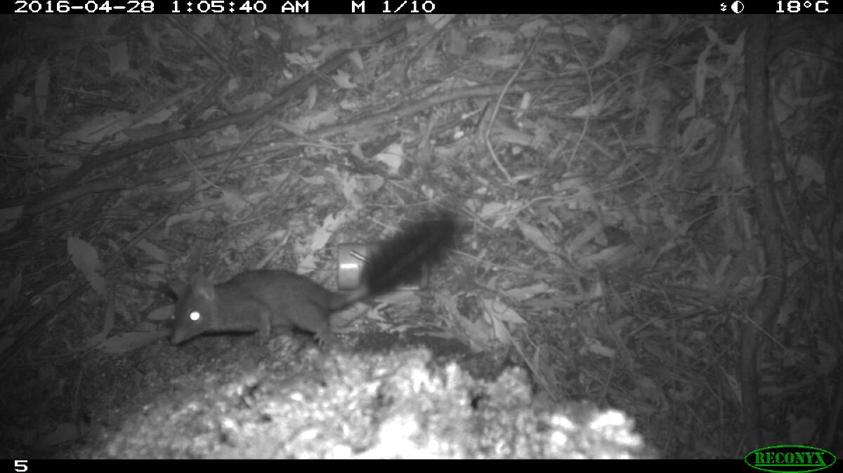 A phascogale is caught on a camera during research into their preferred habitats. Picture: SUPPLIED