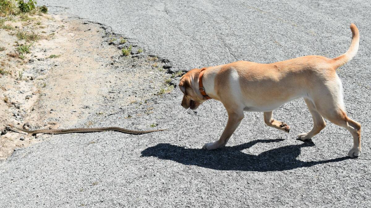 Quick action needed: It is important to bring your pet straight to the vet clinic if you suspect they have been bitten by a snake. PIcture: Shutterstock