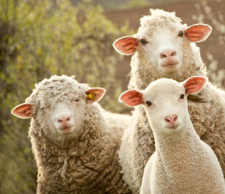 TIME TO VOTE: All those nominating for the AWI board are well known in the wool industry and are to be commended for either renominating or nominating. 