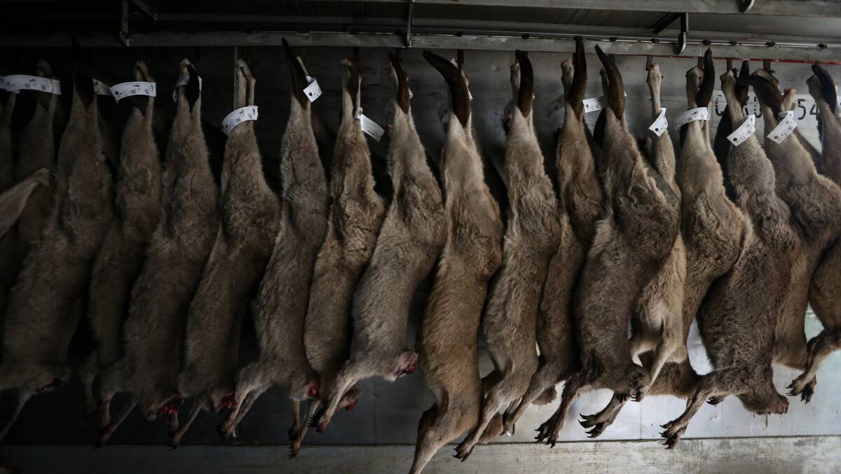 A rack of kangaroos stored in a chill-box similar to the one Lindsay shoots into. Picture: James Wiltshire