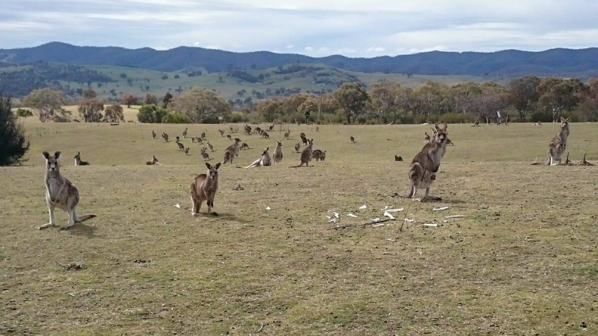Kangaroos explode in numbers in wet years then die off sharply in times of drought. Picture: Supplied