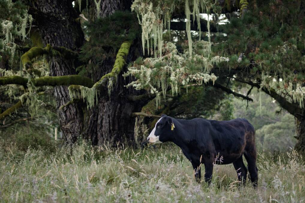 The role of grazing animals in sequestering carbon