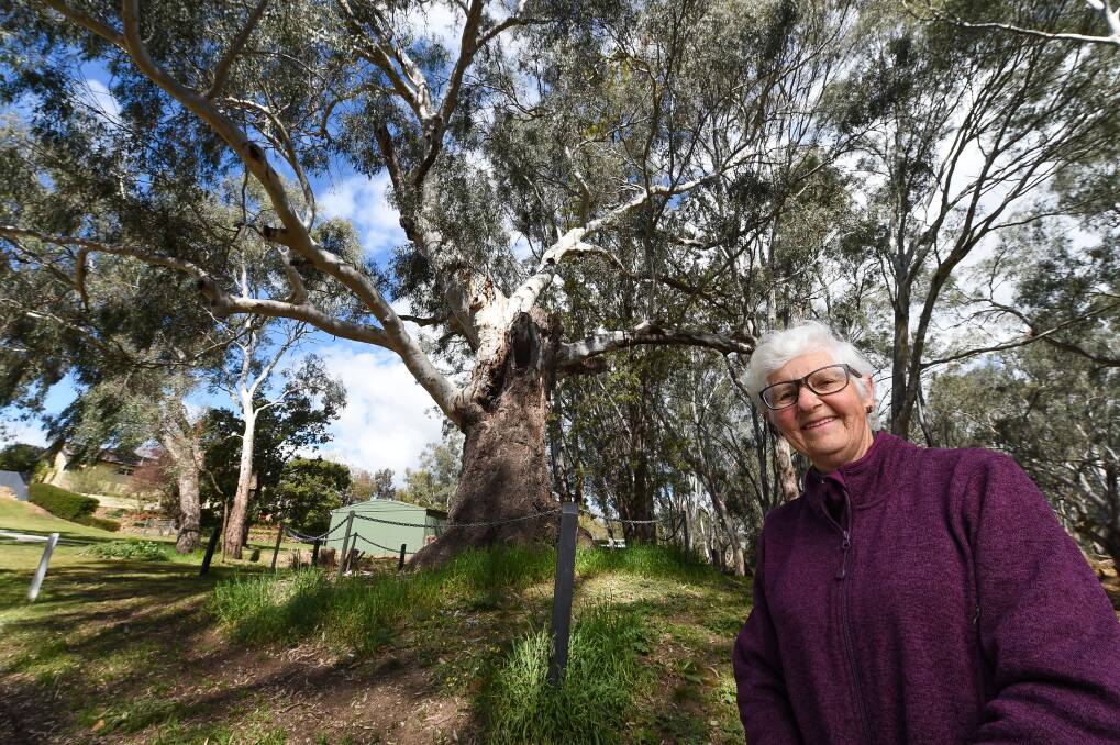 Huge: Sue Fenn at the Mass Tree which is a landmark at Wahgunyah. Picture: MARK JESSER