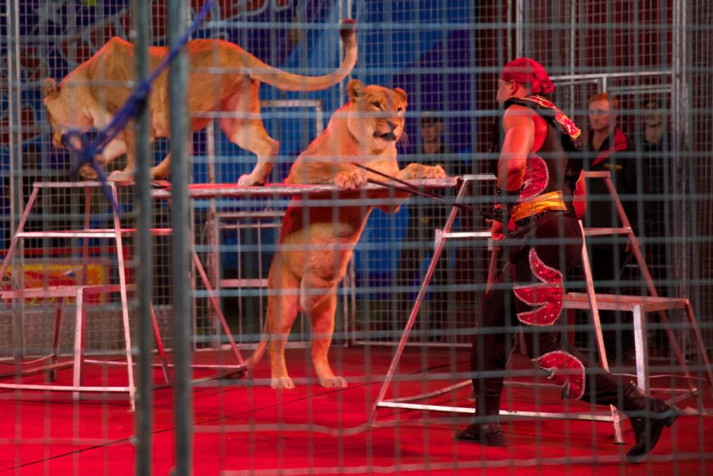 Show time: Lions during their act in the big top of Lennon Bros Circus.
