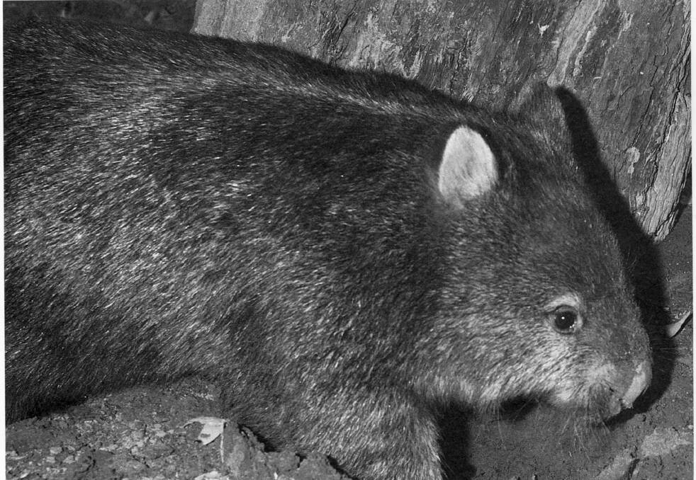 Farmer argues wombats don't deserve protection