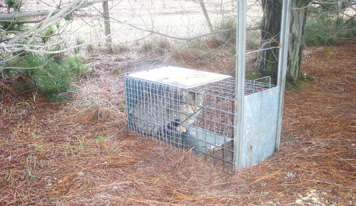 Caged: More cats are being trapped in Wodonga, prompting a call for more responsible ownership.