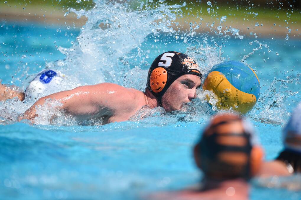 Unwavering focus: Jack Baker in action for the Albury Tigers. After much uncertainty the O&M water polo season begins this weekend with matches from Friday night to Sunday at Albury and Wodonga public pools.