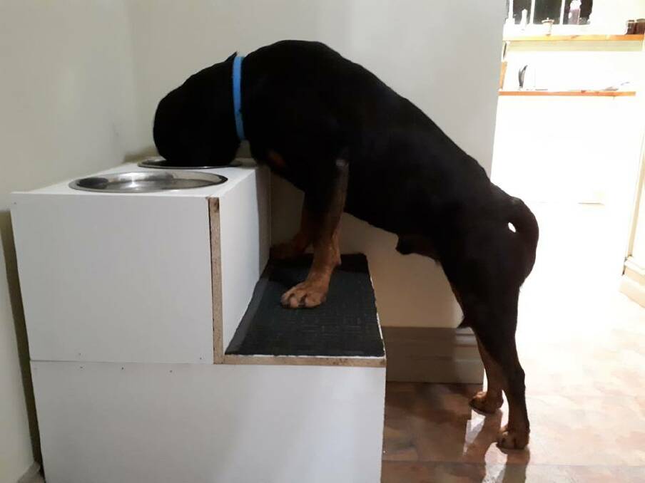 Sad sight: Jodi Burnett's pet rottweiler is forced to use this homemade feeding furniture due to his megaoesophagus. The condition means he needs to be upright to ensure his food is digested more easily.