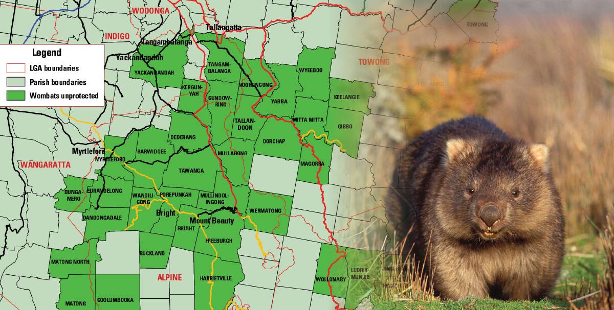 In the firing line: A map showing areas of the North East where the common wombat is not subject to wildlife protection. Wombats were once classified as vermin in Victoria and had a bounty placed on them.