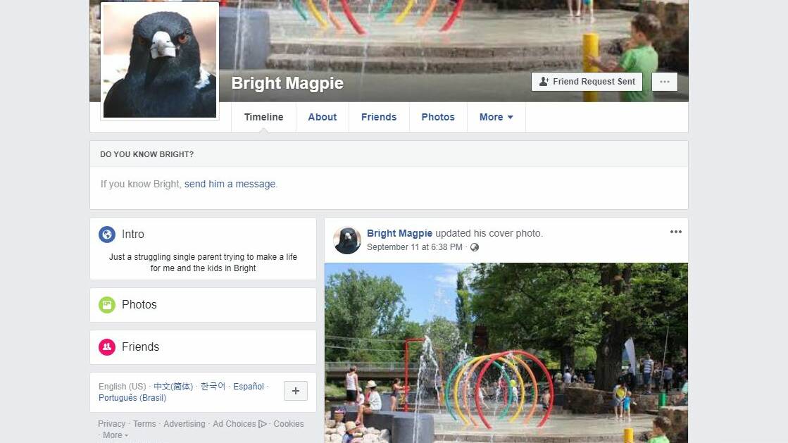 On social media: A Facebook page has been set up for Bright's aggressive magpie. She described herself as "just a struggling single parent trying to make a life for me and the kids in Bright".