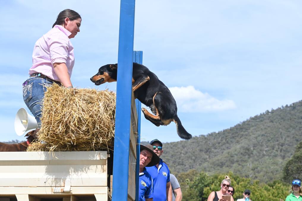 Top leaper: Bairnsdale's Kimberly Wilson watches as her dog Harry shows his spring en route to winning the jumping title at the Mitta Muster. Picture: MARK JESSER