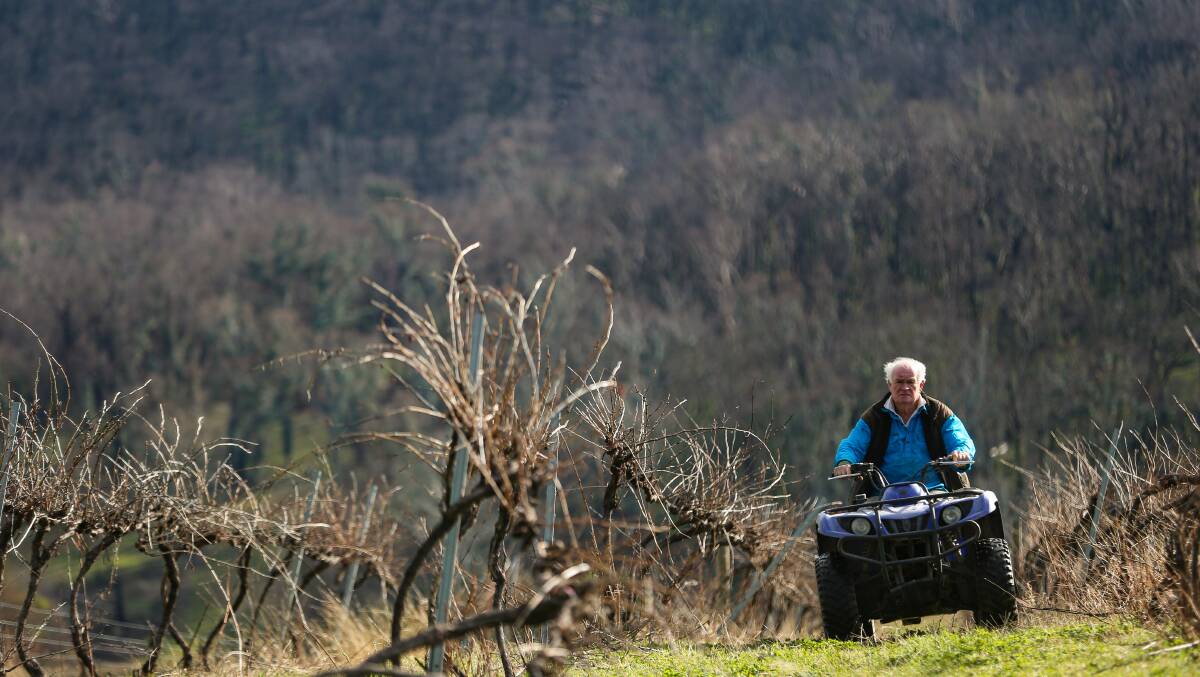 Grapes of wrath: David Lyons navigates through his leased vineyard which had its crop destroyed. He has left the plants in to see if they recover. Picture: JAMES WILTSHIRE